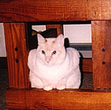 Heart-Shaped Rascalbear